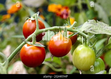 piccoli pomodori freschi rossi e verdi appesi all'esterno Foto Stock