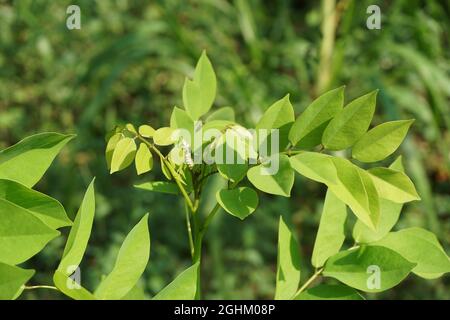 Dalbergia latifolia (nota anche come sonokeling, sanakeling, palissandro) con sfondo naturale. Foto Stock