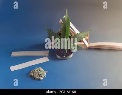 Cannabis indica giunti, germogli, e macinacaffè su blu background.devices per torcere la sigaretta fatta in casa Foto Stock