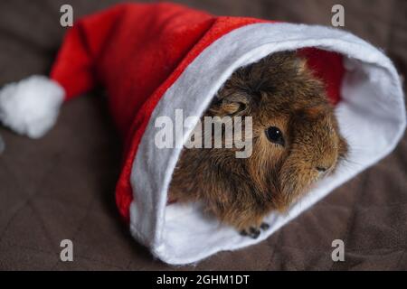 Cavia di Natale seduta nel cappello di Babbo Natale. Messa a fuoco selettiva. Effetto bokeh. Foto Stock