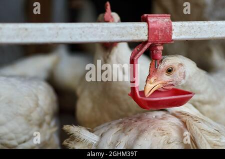 Gamma libera pastured il broiler del cortile polli che bevono l'acqua dal bevitore del capezzolo Foto Stock