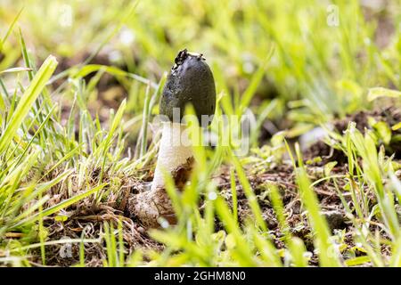 Fungo Stinkhorn (phallus impudicus) che cresce in erba, con piccoli invertebrati che si nutrono sulla gleba. Foto Stock