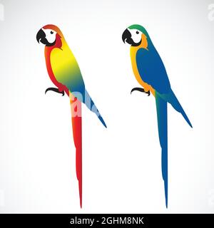 Vettore di un pappagallo (Macaws) su sfondo bianco. Animali selvatici. Illustrazione vettoriale a livelli facilmente modificabile. Illustrazione Vettoriale
