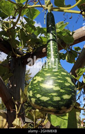 Cigno o Korba Gourd appeso sulla vite Foto Stock