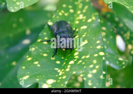 Il rhinoceros Beetle (Oryctes rhinoceros, Scarabaeidae) è un parassita di palma e pandanus. Sri Lanka. Femmina con avvisatore acustico corto Foto Stock