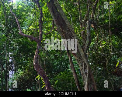 Inverno foresta pluviale sulle isole di montagna della Baia di ha Long, Vietnam. Radici di aerazione e lianas Foto Stock