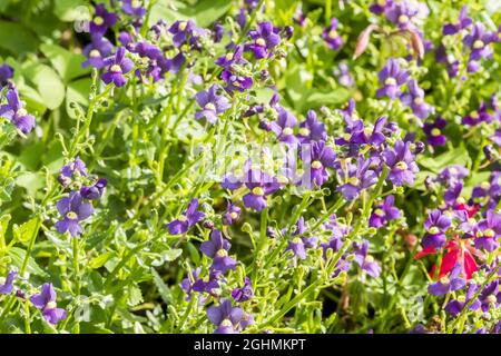 Nemesia aromatica 'Royal' Nemesia aromatica 'Royal'