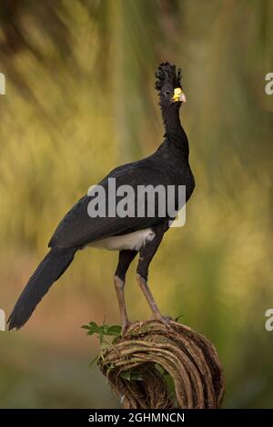 Grande Curassow (Crax rubra), maschio, Costa Rica Foto Stock