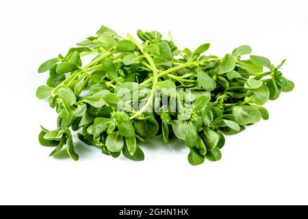 Fresco Purslane isolato su sfondo bianco. Erbacce commestibili Foto Stock