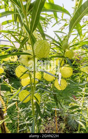 Gomphocarpus physocarpus 'etnic'