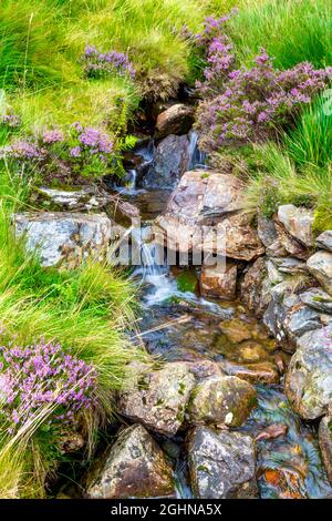 Piccolo torrente d'acqua di montagna lungo il sentiero per Glyder Fawr in CWM Idwal Nature Reserve, Snowdonia, Galles, Regno Unito Foto Stock