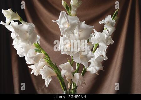 Delicato bouquet di gladioli bianchi in vaso di vetro si erge su un tavolo di legno e uno sfondo marrone straccio Foto Stock
