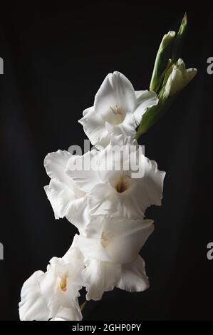 Fiore gladiolus bianco su sfondo nero, per l'iscrizione di testo, immagine di scorta per disegno e web Foto Stock