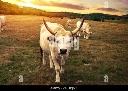 cratatte grigie ungheresi al tramonto. Foto Stock