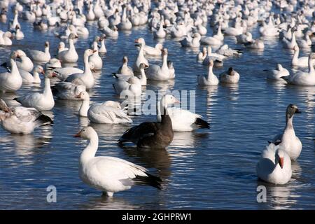 Snow Goose (Anser caerulescens atlanticus) aggregazione nelle acque basse di un lago, New Mexico, USA Foto Stock