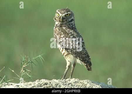 Burrowing OWL (Athene cunicularia) cercando in giro per la sicurezza, Florida, Stati Uniti Foto Stock