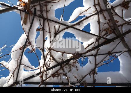 Vigneti con le ultime uve dell'anno, coperti dalle nevi di rami di alberi e cespugli sotto la neve Foto Stock