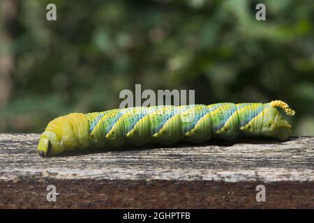 Bruco del falco della testa della morte (Acherontia atropos), Ering, Baviera, Germania Foto Stock