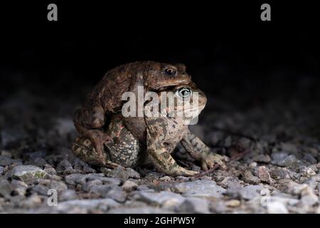 Rospo comune (Bufo bufo), coppia di animali sulla loro strada per la deposizione delle uova, fotografia notturna, Renania settentrionale-Vestfalia, Germania Foto Stock