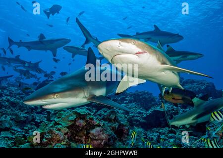 Squalo grigio della barriera corallina (Carcharhinus ambyrhynchos) a sinistra, squalo nero della barriera corallina (Carcharhinus melanopterus) a destra, pacco di squali della barriera corallina nel Foto Stock