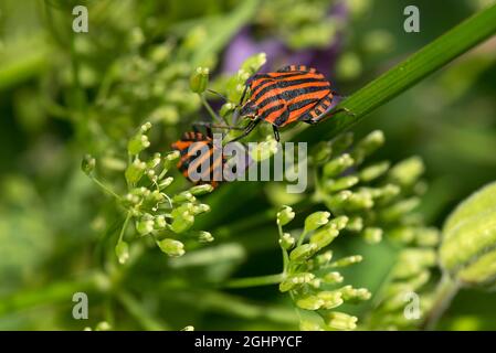 Italian Striped-bug (Graphosoma italicum) su un sambuco di fiori (Egopodium podagraria), Baviera, Germania Foto Stock