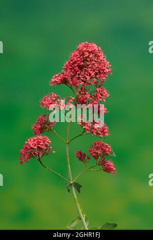 Valeriana rossa (Centrenthus ruber), valeriana rossa, fiore, fioritura, Ellerstadt, Germania Foto Stock