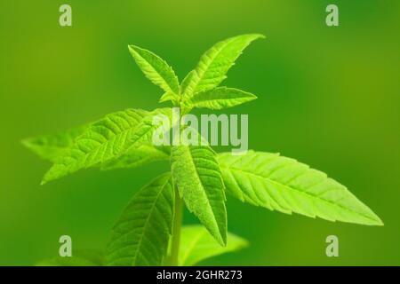 Verbena al limone (Aloysia trifylla), foglie, erbe, Ellerstadt, Germania Foto Stock