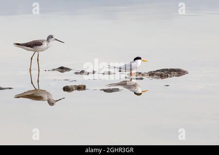 Godwit (Limosa laponica) e Little Tern (Sternula albifrons) o (Sterna albifrons) Nambung National Park, Australia Occidentale. Foto Stock