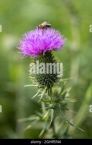 Ape di miele (Apis mellifera) su un fiore di carduus, Baden-Wuerttemberg, Germania Foto Stock