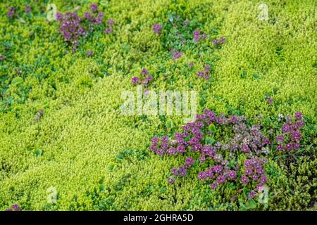 Timo artico praecox (timo praecox ssp. Arcticus), Landmannalaugar, Fjallabak, altopiani islandesi, Islanda Foto Stock