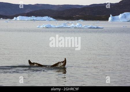 humpback whale fluke di fronte agli iceberg, sole di mezzanotte, luglio, Ilulissat, Disko Bay, Groenlandia, Danimarca Foto Stock