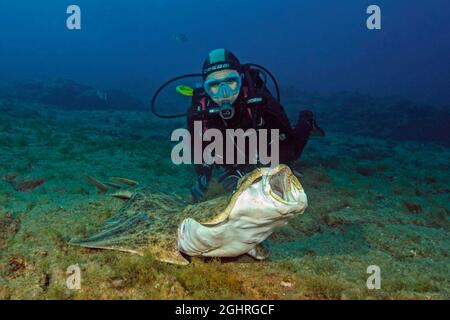 Subacqueo che guarda il pesce spada (Squatina squatina), l'angelo Atlantico squalo lacrima bocca aperta e mostra denti, Atlantico orientale, Fuerteventura, Isole Canarie Foto Stock