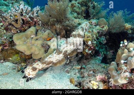 Cetriolo di mare punteggiato (Bohadschia graeffei) nutrendo con tentacoli visibili, Oceano Indiano, Maldive Foto Stock