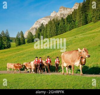 Processione alpina a Lutertátannen di fronte al massiccio dell'Alpstein con Saentis in sorgente, Canton San Gallo e Appenzello, Svizzera Foto Stock