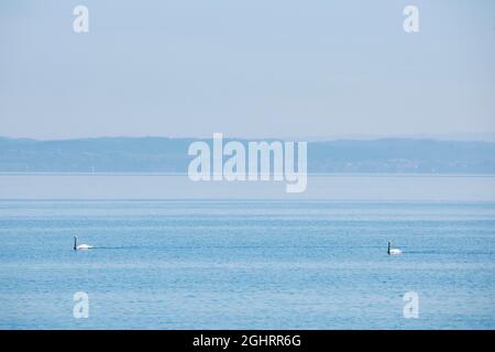 Due cigni muti sul lago blu scintillante di Costanza in tempo soleggiato e cielo blu in estate Foto Stock