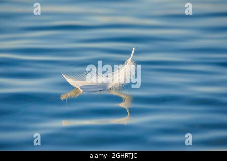 Primo piano di una piuma galleggiante di cigno sull'acqua blu, Thurgau, Svizzera Foto Stock