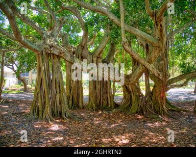 Banyon albero Ficus benghalensis o banyan indiano l'albero nazionale dell'India su West Venice Avenue a Venezia Florida USA, Foto Stock