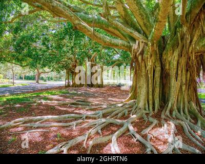 Banyon albero Ficus benghalensis o banyan indiano l'albero nazionale dell'India su West Venice Avenue a Venezia Florida USA, Foto Stock