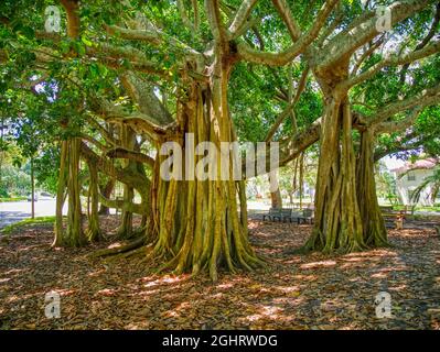 Banyon albero Ficus benghalensis o banyan indiano l'albero nazionale dell'India su West Venice Avenue a Venezia Florida USA, Foto Stock