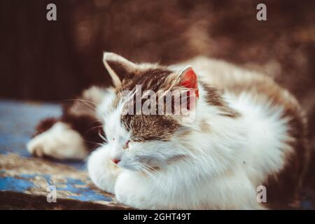 un gatto è seduto fuori su una vecchia barca Foto Stock