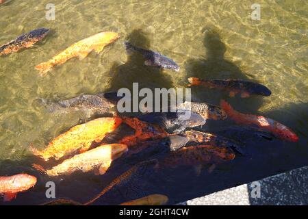 Hida-furukawa, gifu, Giappone Foto Stock