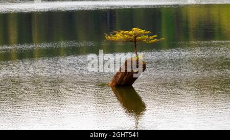 Un piccolo abete bonsai cresce su un tronco nel mezzo del Lago delle fate. Port Renfrew, British Columbia, Canada. Foto Stock