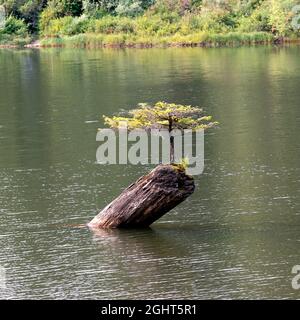 Un piccolo abete bonsai cresce su un tronco nel mezzo del Lago delle fate. Port Renfrew, British Columbia, Canada. Foto Stock