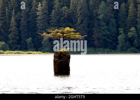 Un piccolo abete bonsai cresce su un tronco nel mezzo del Lago delle fate. Port Renfrew, British Columbia, Canada. Foto Stock