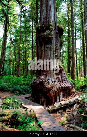 Un Western Red Cedar (Thuja plicata) nell'Avatar Grove, Port Renfrew, Vancouver Island, British Columbia, Canada Foto Stock