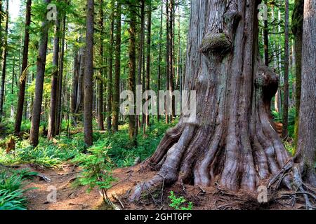 Un Western Red Cedar (Thuja plicata) nell'Avatar Grove, Port Renfrew, Vancouver Island, British Columbia, Canada Foto Stock