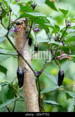 Peperoncino 'Ungherese Black', una varietà di cimeli con una delicata 'hotness'. Capsicum annuum 'Ungherese Black'. Peperoni maturi che crescono su piante Foto Stock