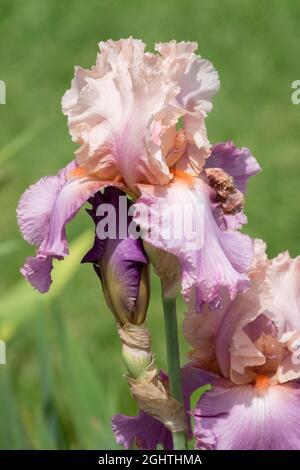 Rosa chiaro Iris lavanda colori Tall Bearded Iris fiore 'musette di zizzero' Foto Stock