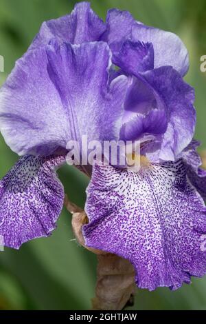 Morbido Iris blu-lavanda, tall, con archetto, "Purple Pepper" Foto Stock