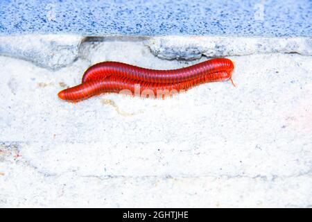 2 millipede rosso che cammina sul pavimento di cemento. L'altro sopra l'altro. Foto Stock
